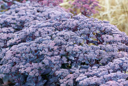 Седум Очиток Mojave Jewels Sapphire - Голландские луковицы фото 3