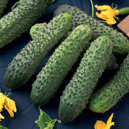 5048D Огурец Пилигрим F1 5шт