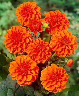 ГЕОРГИНА Оранж Наггет Разбор I Кол-во упак., шт 1