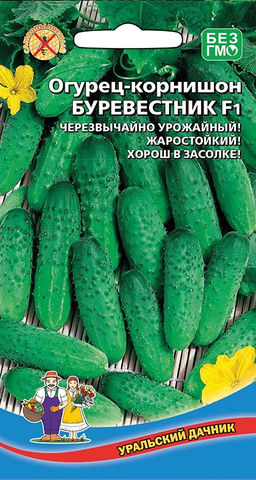 Огурец БУРЕВЕСТНИК F1  Чрезвычайно урожайный! Жаростойкий! Хорош в засолке!