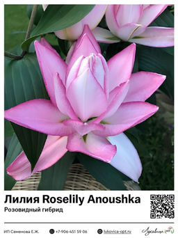 Лилия Roselily Anoushka (Розовидный гибрид)