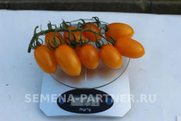 Томат Гейша - Партнер фото 6