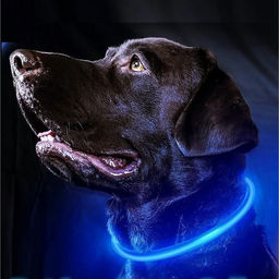 Цена за 2 шт. Ошейник неоновый для собак малых пород "Защита Бро", цвет синий, зарядка от USB, шнур в комплекте, размер S - d 35см (пакет с подвесом)