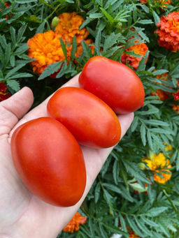 Томат БОЕЦ (БУЯН) Суперскороспелый гость из Новосибирска! Неприхотлив! Без пасынкования! Идеален для засолки! - Уральский дачник фото 6