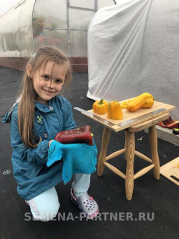 Перец сладкий Клаудио - Партнер фото 5