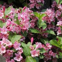 Вейгела цветущая Picobella Rosa (Пикобелла Роза) - Голландские луковицы фото 4