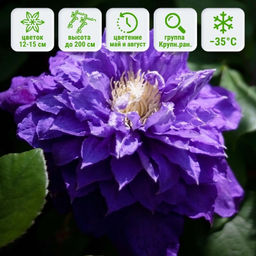 Клематис Бьюти оф Вочестер