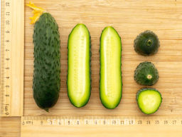Огурец партенокарпический Дружный - Партнер фото 7