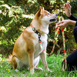 Набор Цветы, застёжка - фастекс, поводок 2 м и ошейник 28-46 см - Пушистое счастье фото 12