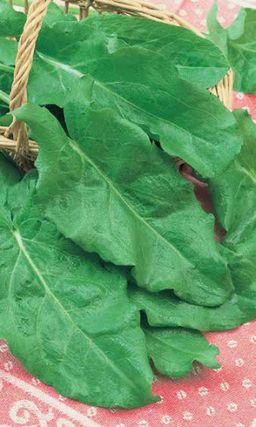 Щавель ШИРОКОЛИСТНЫЙ  Крупная листовая пластинка!