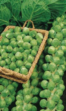 Капуста брюссельская ГЕРКУЛЕС  Невероятно полезный диетический продукт! До 45 кочанчиков на растении! - Уральский дачник фото 2