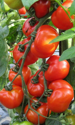 Томат ПРЕВОСХОДНЫЙ 176 Томаты один к одному ровные! Сочные, сладкие, крепкие плоды! Идеальны для заготовок!