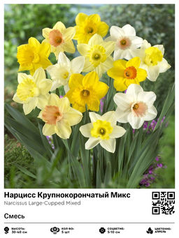 Нарцисс Large-Cupped Mixed (Крупнокорончатый) - Голландские луковицы фото 2