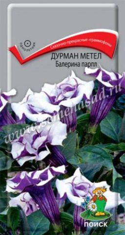 Дурман (обыкновенный) метел Балерина парпл (ЦВ ) (1) 3шт. - Поиск фото 2