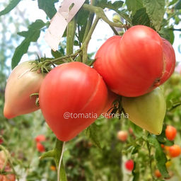 Яша Югославский