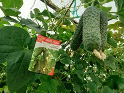 Огурец ТОЛЯН F1  Растение просто усыпано огурчиками! Устойчив к комплексу болезней! Засолочный!