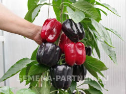 Перец сладкий Маврас - Партнер фото 3