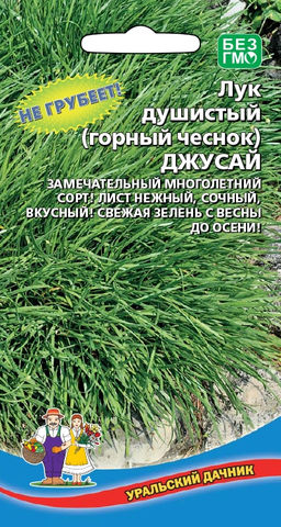 Лук душистый горный чеснок ДЖУСАЙ Лист сочный, нежный, не грубеющий! Свежая зелень с весны до осени! Декоративный!