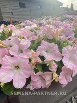 Петуния Супремо Ванесса полуампельная нежно-розовая - Партнер фото 5