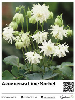 Аквилегия Lime Sorbet