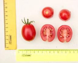 Томат Земледелец - Партнер фото 4