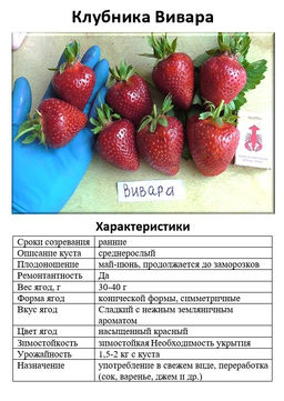 Клубника Вивара