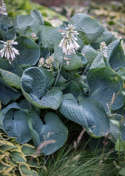 Хоста Abiqua Drinking Gourd - Голландские луковицы фото 3
