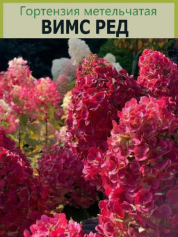 Гортензия метельчатая "Wim's Red" ("Вимс ред") 2х-лет
