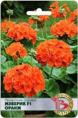 Пеларгония садовая Мэверик F1 Оранж