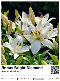 Лилия Bright Diamond (Азиатский гибрид)