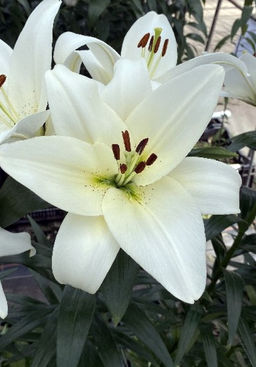 ЛИЛИЯ Волвик Разбор 12/14 Кол-во упак., шт 5