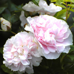 Роза парковая Мартин Фробишер - 7цветов фото 2