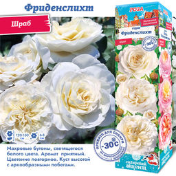Роза Фриденслихт (Шраб) 1шт