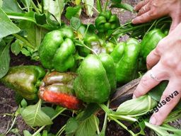 6c2e691249e812c3b5b6e62a4a63be52f7tfcdslk6pga0ey