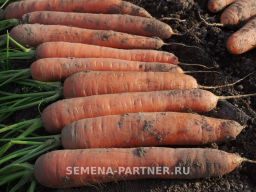 Морковь Краса Севера - Партнер фото 4