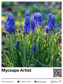 Мускари Artist