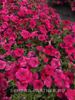 Петуния Амбре Розетта каскадная розовая - Партнер фото 2