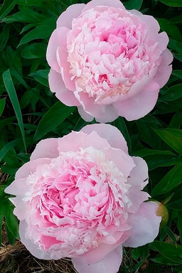 Пион Angel Cheeks - Голландские луковицы фото 2