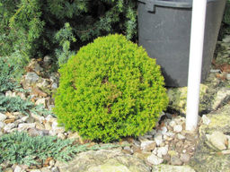 Туя западная Тедди - Долина роз фото 2