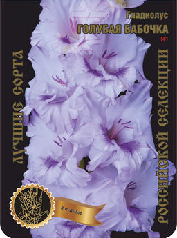 Гладиолус Голубая Бабочка 581,Дыбов Экстра 7шт (Ф)