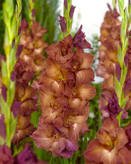 ГЛАДИОЛУС Индиан Саммер Разбор 10/12 Кол-во упак., шт 10