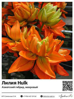 Лилия Hulk (Азиатский гибрид, махровый)