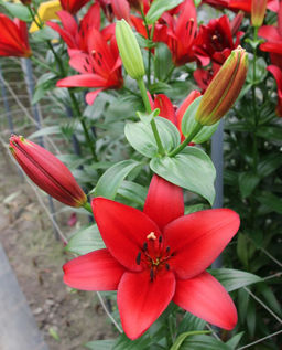 ЛИЛИЯ Орфео Разбор 12/14 Кол-во упак., шт 5