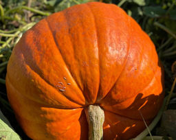 Тыква БИГ МАКС