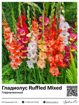 Гладиолус Ruffled Mixed (Гофрированный)