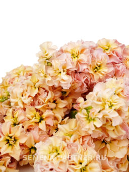 Маттиола срезочная махровая Бьютифул Парфюм Эприкот Сансет - Партнер фото 3