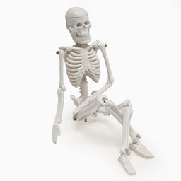 Анатомическая модель «Макет скелета взрослого человека», 22 см