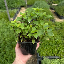 Мята Тайская