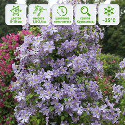 Клематис Prince Charles (Принц Чарльз) - Долина роз фото 2