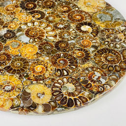 Подставка декоративная из Аммонитов